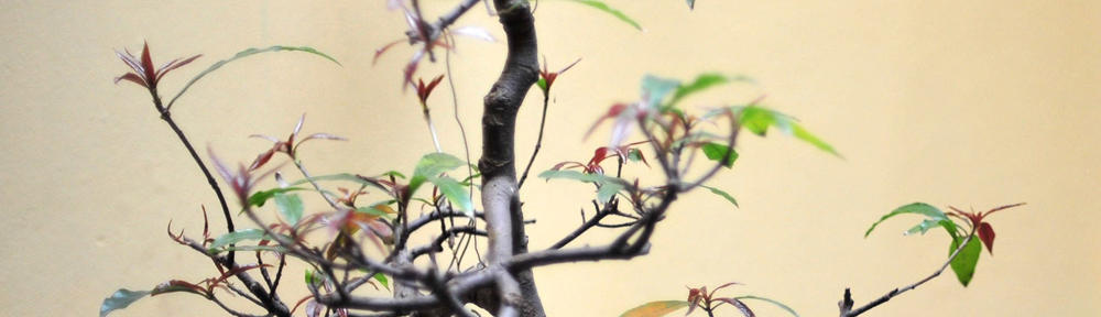 In Memory of Bill Beach